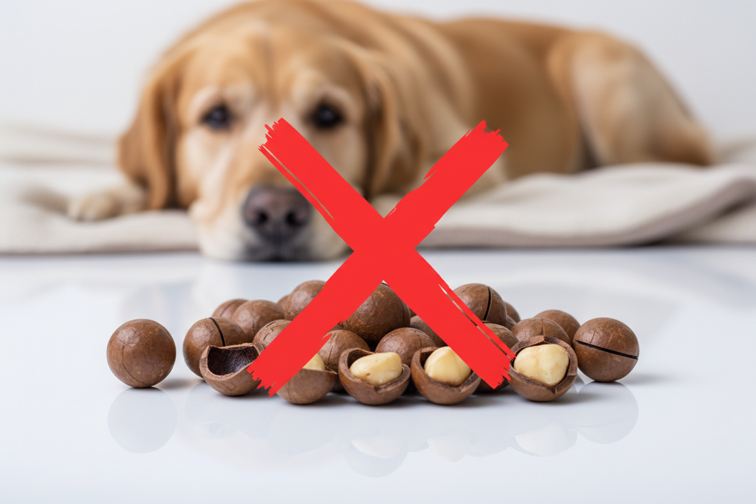 Can Dogs Eat Macadamia Nuts? No — They Are Toxic to Dogs