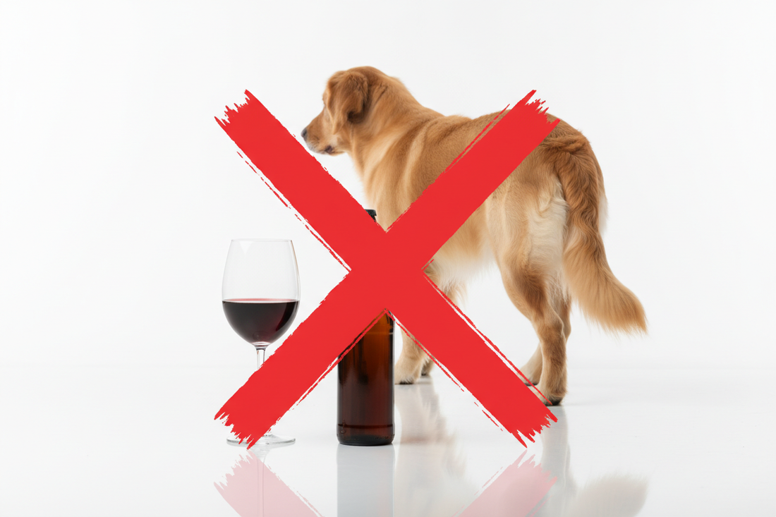 Can Dogs Drink Alcohol? No — Alcohol Is Extremely Toxic to Dogs