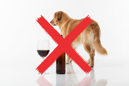 Can Dogs Drink Alcohol? No — Alcohol Is Extremely Toxic to Dogs