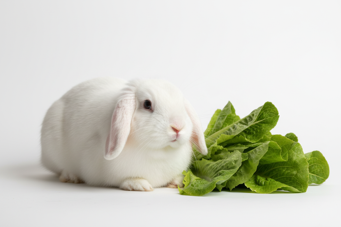 Can Rabbits Eat Lettuce