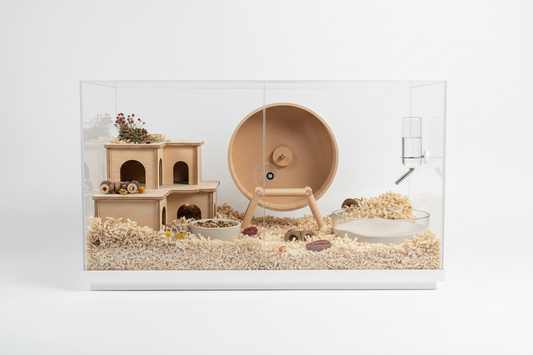How to Set Up a Hamster Cage
