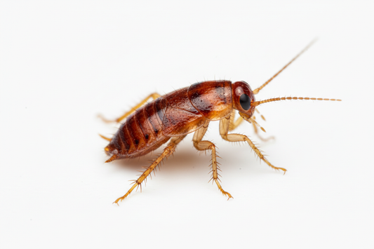 How to Get Rid of Baby Cockroaches in Kitchen