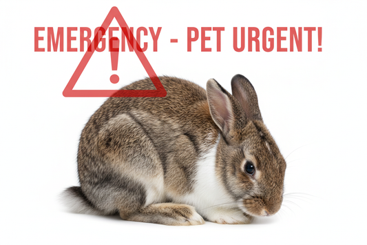 Signs of GI Stasis in Rabbits — Emergency Guide