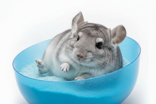 How to Give a Chinchilla a Dust Bath