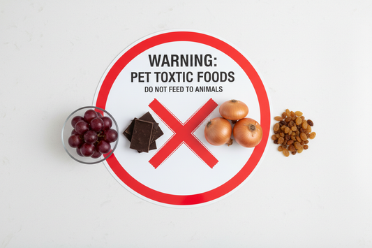 Foods Dogs Can Eat Safely: A Complete Guide for Pet Owners