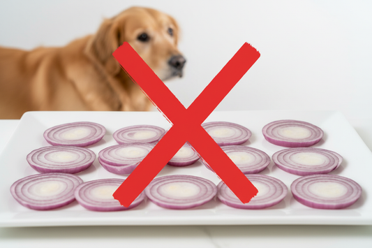 Can Dogs Eat Onions? No — Onions Are Toxic to Dogs