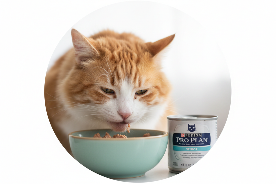Best Cat Food for Senior Cats
