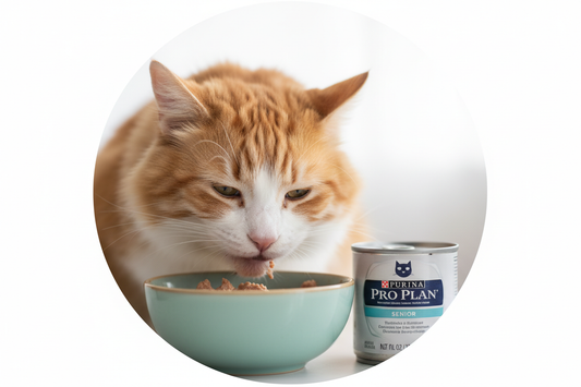 Best Cat Food for Senior Cats