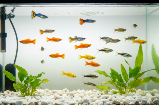 Best Fish for Beginners