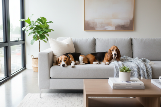 Best Low Maintenance Dog Breeds