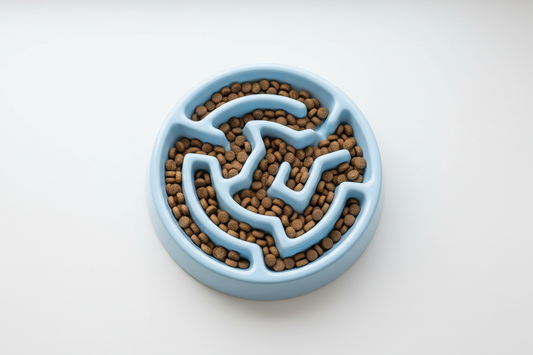 Best Slow Feeder Bowl for Cats