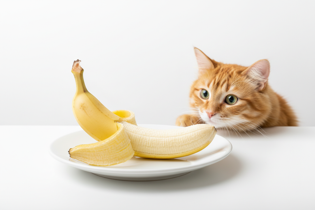 Can Cats Eat Bananas
