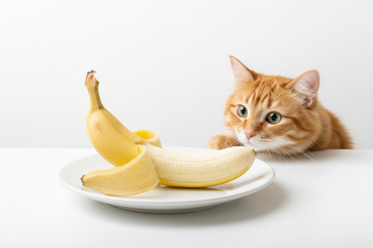Can Cats Eat Bananas