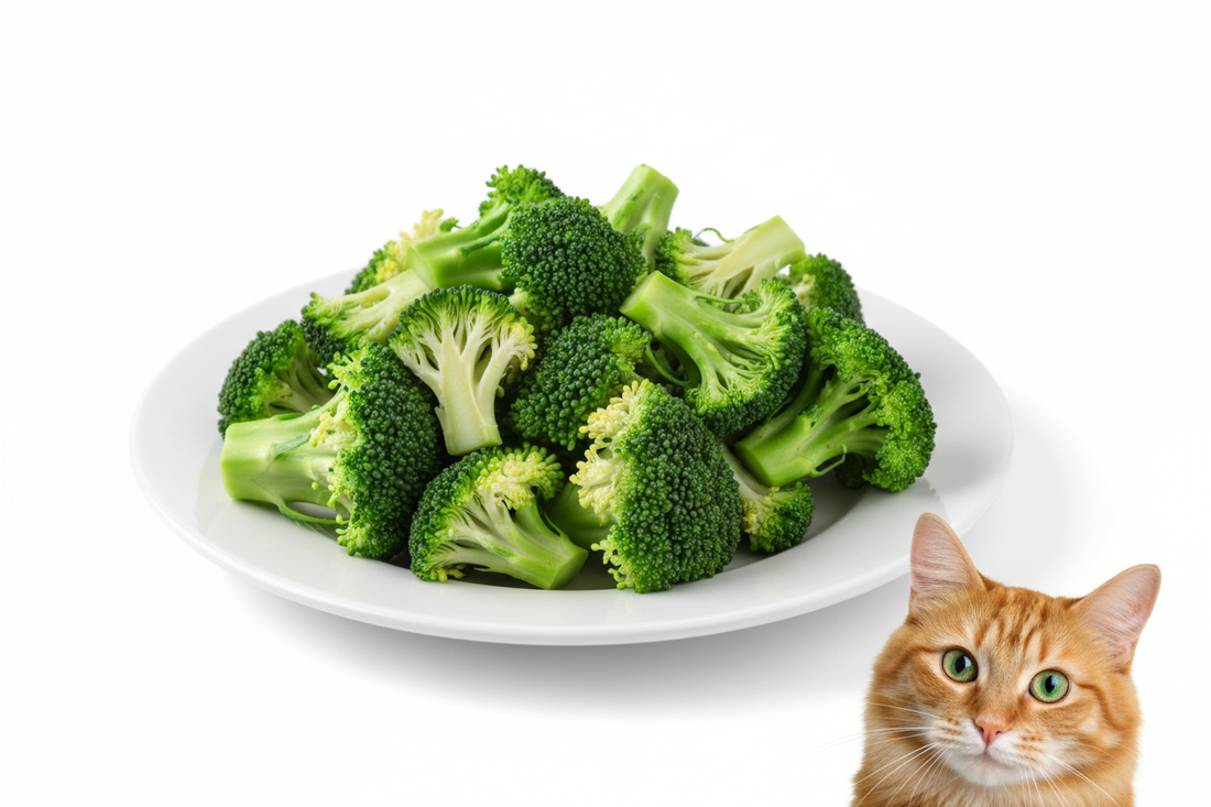 Can Cats Eat Broccoli