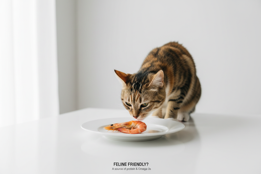 Can Cats Eat Shrimp
