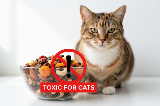 Can Cats Eat Trail Mix? Why This Snack Mix Is Dangerous for Cats