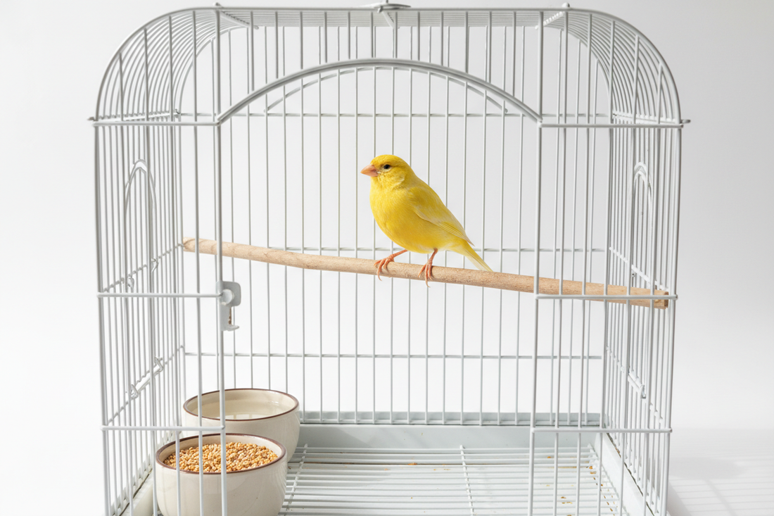 How to Take Care of a Canary: Complete Guide