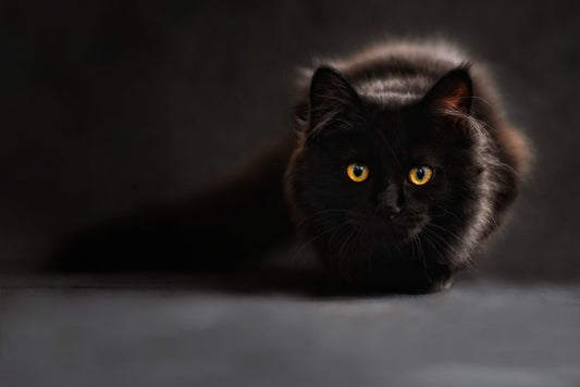 The Emergency Pet Food Storage Guide: How to Keep Your Pet Safe When Disaster Strikes