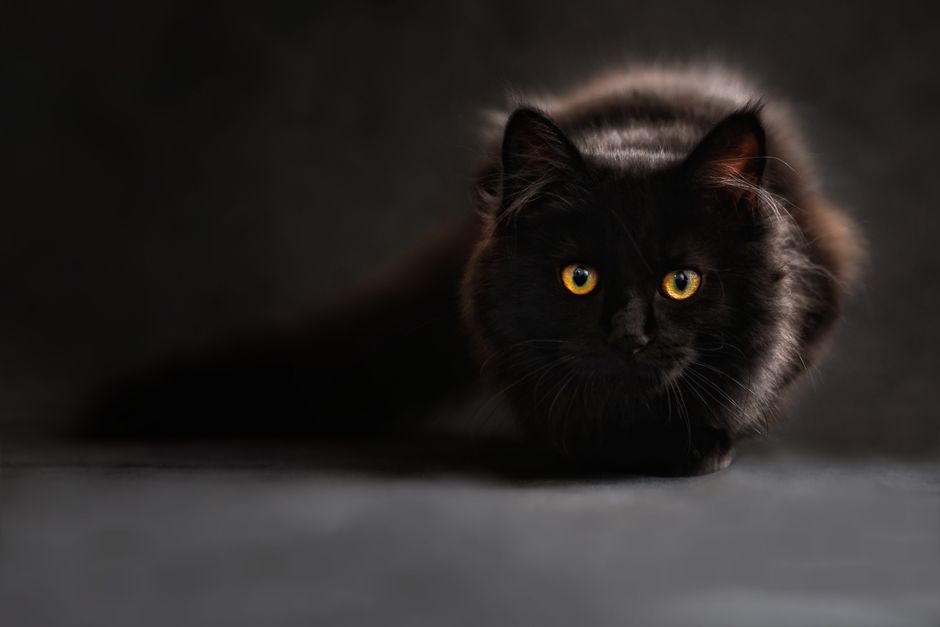 Silent Cries: The Overlooked Signs Your Kitten Needs Help