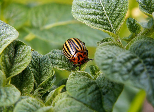 The Beginner's Guide to Natural Pest Control: Essential Swaps for a Safer Home and Garden