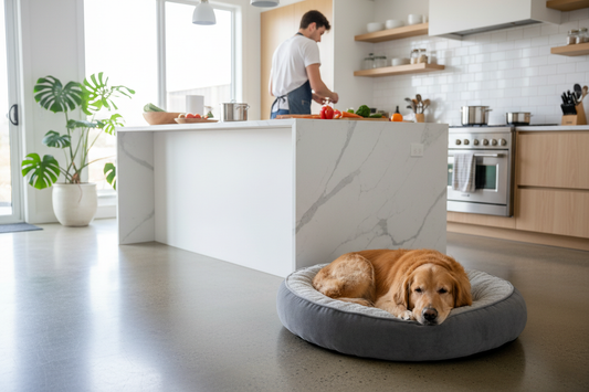How to Stop Dog from Counter Surfing