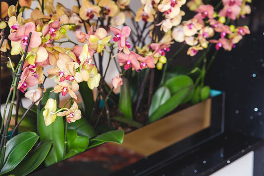 Effortless Orchid Care: A Streamlined System for Busy People