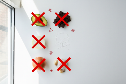 Foods Birds Cannot Eat: Complete List of Toxic Foods for Pet Birds