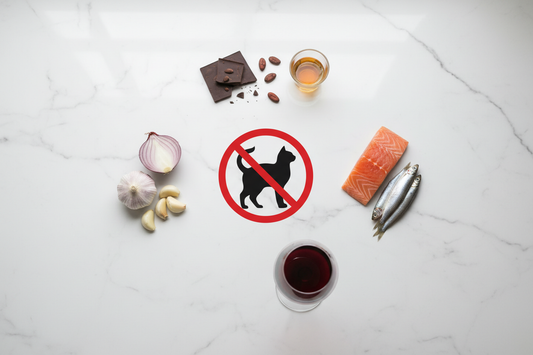Foods Toxic to Cats in Home