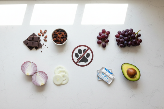 Foods Toxic to Dogs in Home