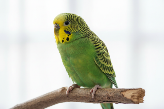 How Long Do Parakeets Live? Lifespan, Factors & Tips to Help Your Budgie Live Longer