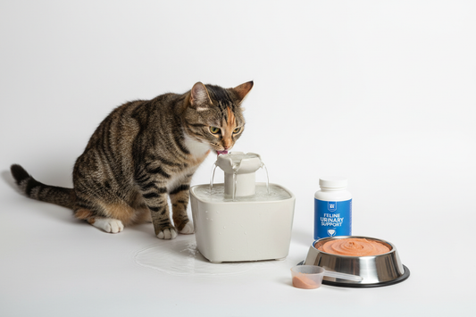 How to Choose Cat Food for Cat with Urinary Problems