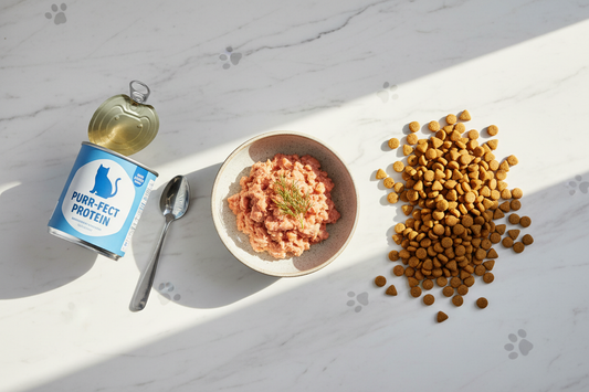 How to Choose Cat Food