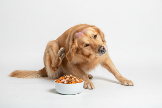 How to Choose Dog Food for a Dog with Allergies
