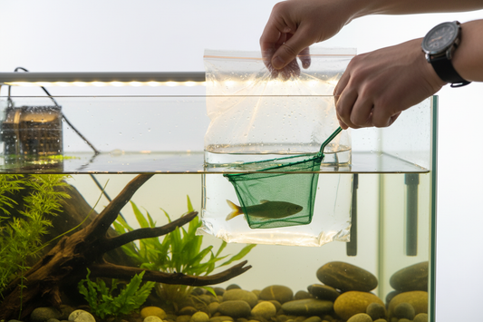 How to Introduce New Fish to Tank