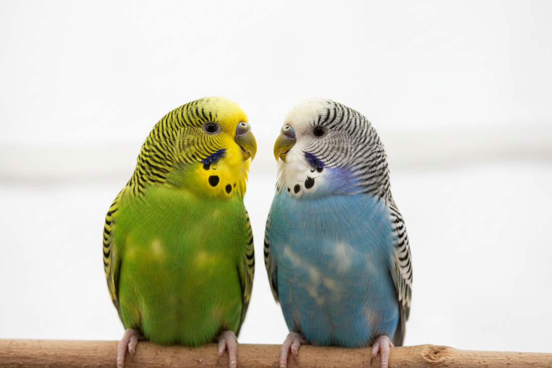 How to Introduce Two Birds: Step-by-Step Guide for Pet Bird Owners