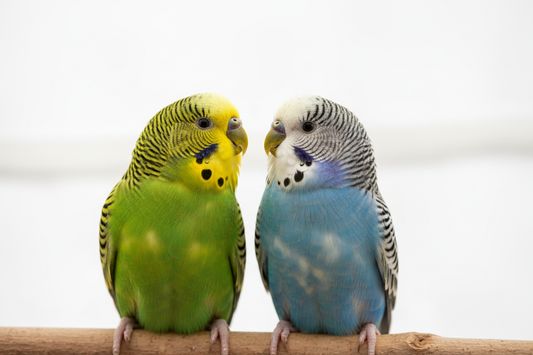 How to Introduce Two Birds: Step-by-Step Guide for Pet Bird Owners