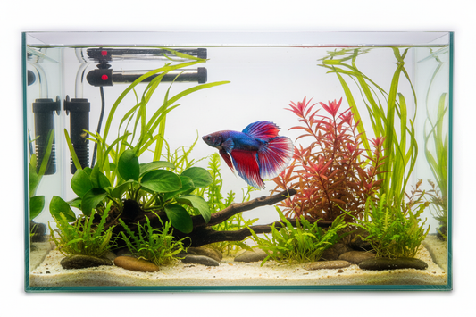 How to Keep Betta Fish Healthy