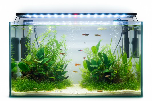 How to Prevent Algae in Fish Tank