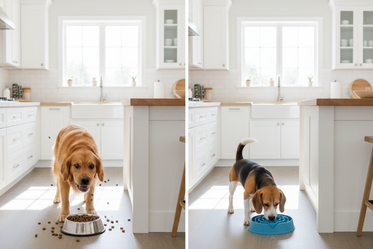 How to Prevent Your Dog from Eating Too Fast: Causes, Risks, and Solutions