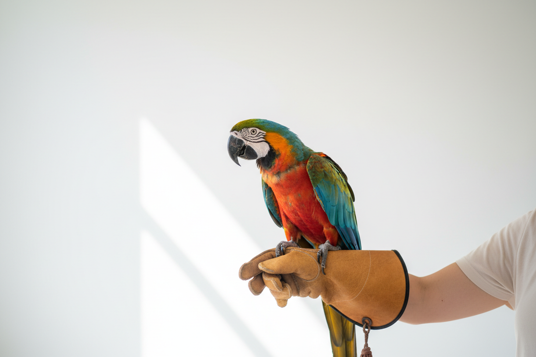 How to Tame a Parrot: Step-by-Step Guide for All Species