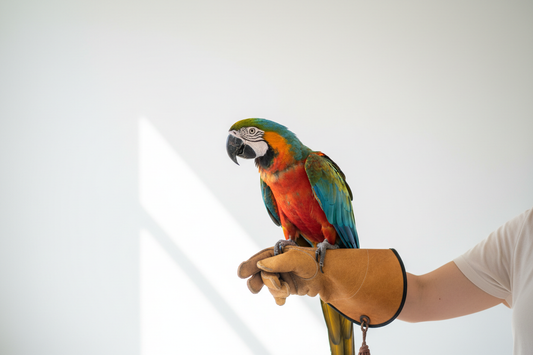 How to Tame a Parrot: Step-by-Step Guide for All Species