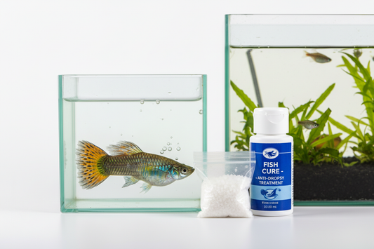 How to Treat Fish Dropsy at Home