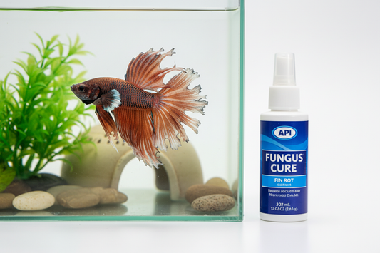 How to Treat Fish Fin Rot at Home