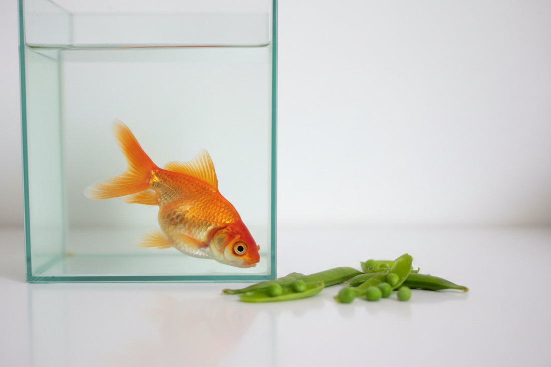 How to Treat Fish Swim Bladder Disease
