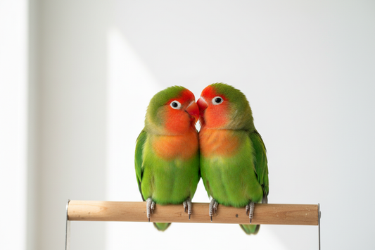 How to Take Care of a Lovebird: Complete Guide
