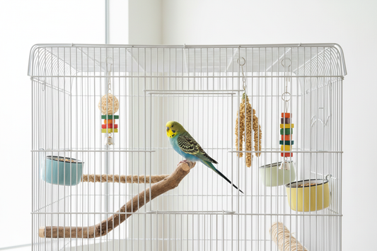 How to Take Care of a Parakeet (Budgie): Complete Guide