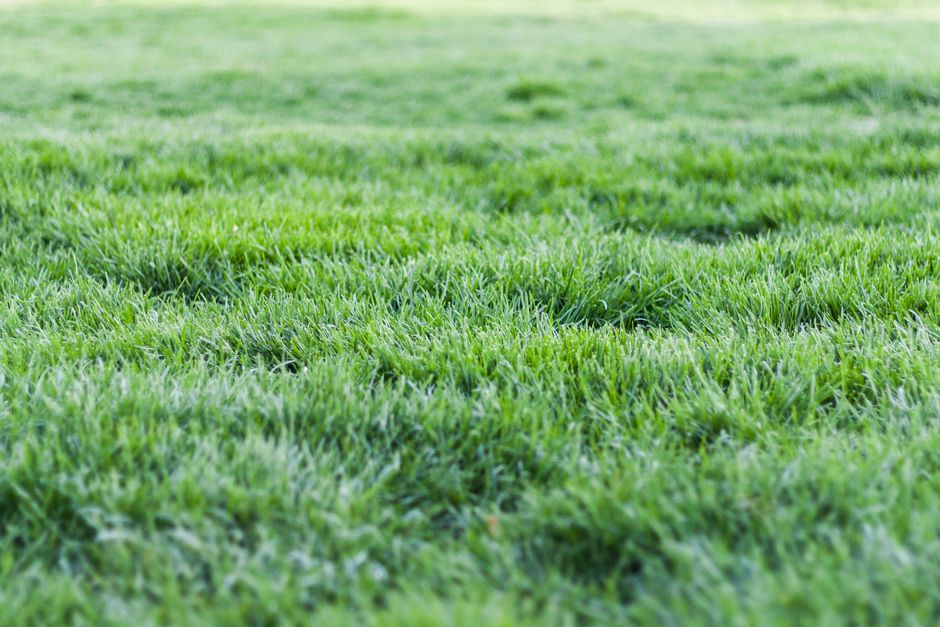 How to Transition to an Organic Low-Maintenance Lawn