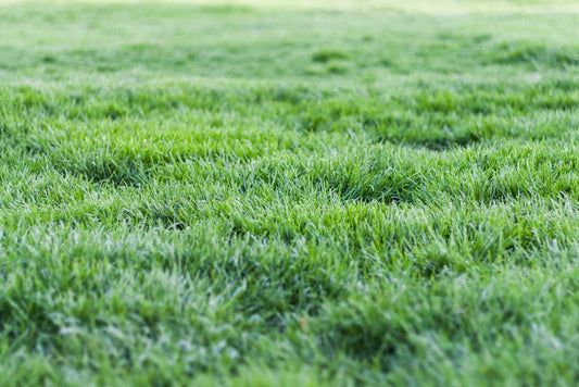 How to Transition to an Organic Low-Maintenance Lawn