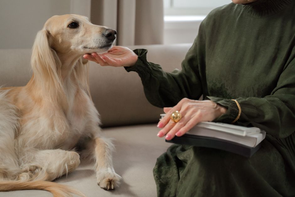 DIY Senior Pet Care: 7 Homemade Solutions Every Owner Needs