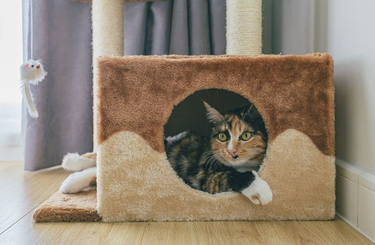 Keeping Your Cat Fit in a Small Apartment: A Complete Guide to Feline Weight Management
